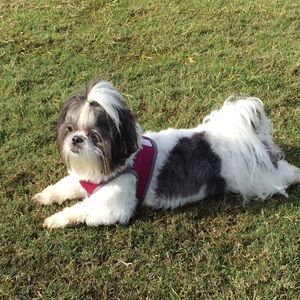 Meet your Posher, Misty